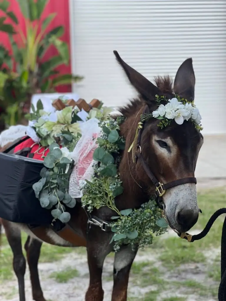 Beer burro with saddlebag coolers at an Orlando event