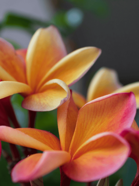 polynesian entertainment orlando